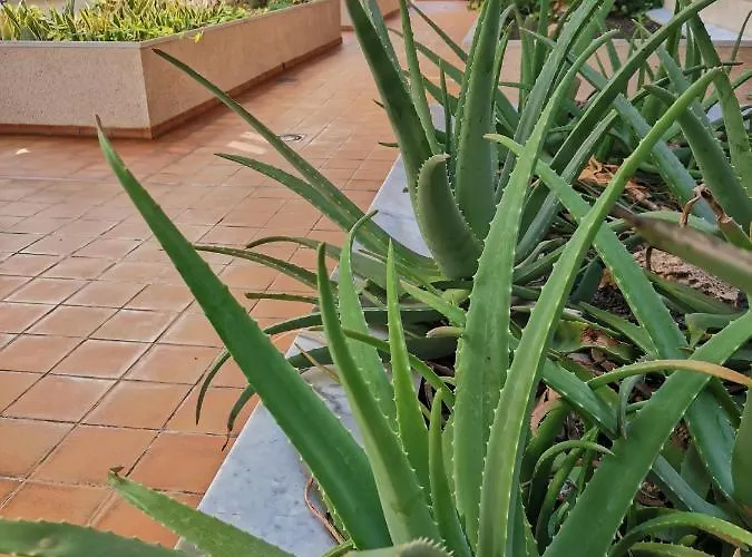 Balancon Pool * Ελ Μέντανο